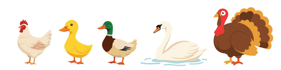 Poultry chickens, ducks, and geese white background, vector background, flat, simple color, cartoon, no borders