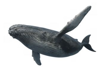 Humpback whale swimming with extended flipper and open mouth, marine mammal on transparent background