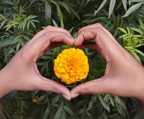 Hands Forming a Heart Around a Yellow Marigold