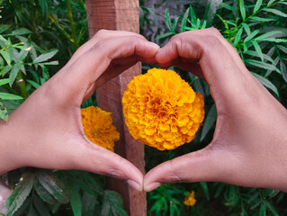 Hands Creating a Symbol of Love Around a Yellow Marigold Blossom