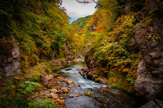 Autumn Foliage at Naruko Gorge, Miyagi, Japan