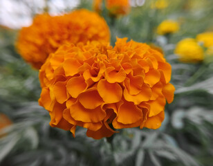 A Soft Focus Close-Up of a Ruffled Orange Marigold Flower in Bloom