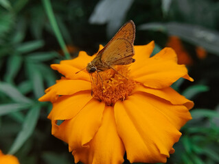 A Brown Butterfly Perched Gracefully on a Bright Orange Marigold Blossom