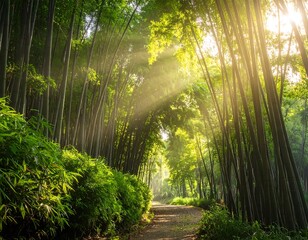 Lush bamboo forest pathway with sunlight filtering through canopy