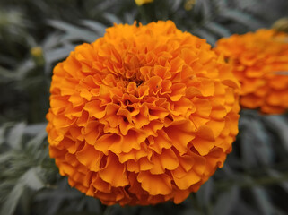 A Perfectly Round and Vibrant Orange Marigold Flower with Tightly Packed Petals