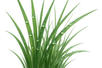 Obraz premium Blades of fresh green grass with sparkling water drops, symbolizing growth, renewal, and natural beauty, transparent background