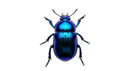 Shiny blue beetle insect isolated on a white background.
