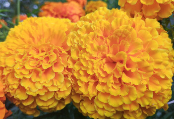 Two Bright Yellow and Orange Marigold Flowers Blooming Side by Side