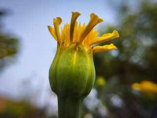 A Close-Up View of a Green Marigold Bud Beginning to Open