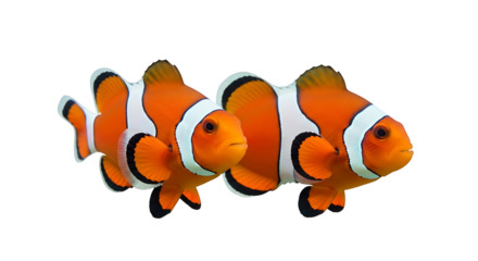 Two Clownfish on a White Background.