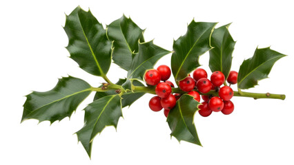 Fototapeta premium Christmas Holly Branch With Red Berries Isolated On Black