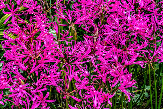 Colorful Pink Flowers Cornish Lilies Van Dusen Garden Vancouver Canada