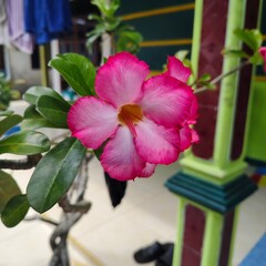 Potted Adenium Obesum or Desert Rose with pink flowers.