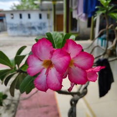 Potted Adenium Obesum or Desert Rose with pink flowers.