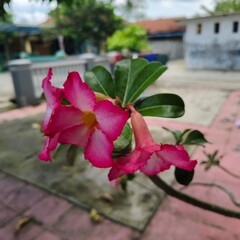 Potted Adenium Obesum or Desert Rose with pink flowers.