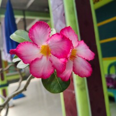 Potted Adenium Obesum or Desert Rose with pink flowers.