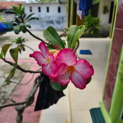 Potted Adenium Obesum or Desert Rose with pink flowers.