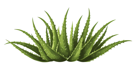 Aloe vera fresh succulent plant with thick green medicinal leaves natural skincare herbal botanical isolated on white background