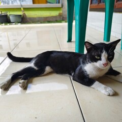 A cute domestic tuxedo cat with green eyes relaxing and eating on a tiled floor. High angle and close up shots of a pet cat in a home environment.