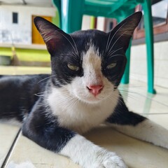 A cute domestic tuxedo cat with green eyes relaxing and eating on a tiled floor. High angle and close up shots of a pet cat in a home environment.