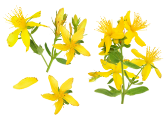vibrant photograph of bright yellow st. john's wort flowers in full bloom, showcasing the delicate details and sunny disposition, perfect for uplifting content