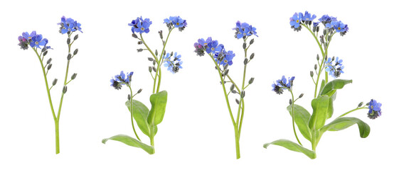 delicate forget-me-not flower stems in a floral arrangement, showcasing the vibrant blue petals, perfect for spring themed designs and nature illustrations © Sue