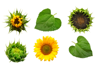 bright sunflower heads and leaves showcasing various stages of growth, captured in a photograph ideal for educational materials or agricultural themed design projects