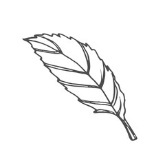 Mint leaf vector illustration. Hand drawn graphic clipart of Spearmint on white isolated background. Linear drawing © Saramix