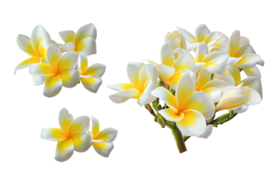 lovely photograph of frangipani flowers with yellow centers, representing tropical beauty, and fragrant blossoms for exotic and relaxing themes