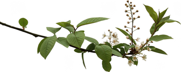 Delicate green flowering branch with small white blossoms isolated on white PNG, elegant spring nature element for wedding invitations, cosmetics packaging, soft floral designs

