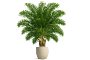 Fototapeta premium Potted palm plant in a minimalist container with green tropical foliage, bringing natural decor and freshness to an interior