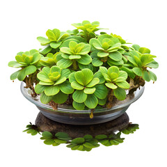 Potted green succulent plant isolated on transparent background