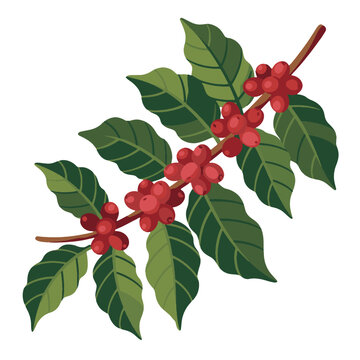 Ethiopian Coffee Plant