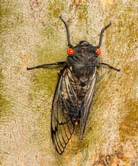Black Prince cicada