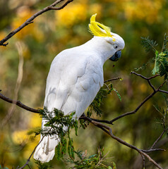 white cockatoo in the forest