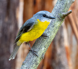 yellow robin