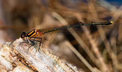 close up of a dragonfly