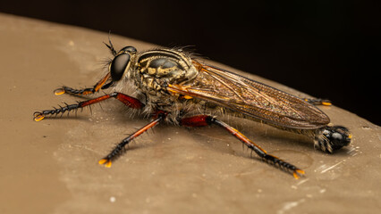 robber fly close-up