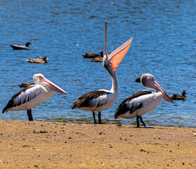 pelicans on the shore