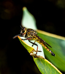 Robber fly