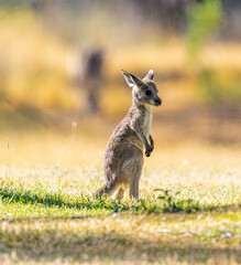 young kangaroo portrait