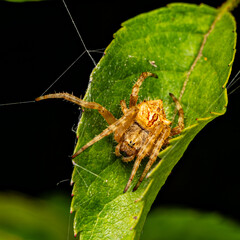 spider on a leaf
