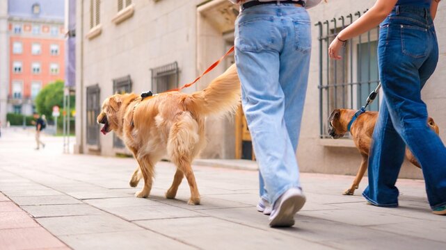 Women walking two dogs on urban sidewalk