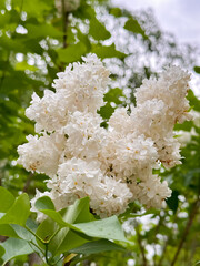 White Lilac Blossoms Clustered among Green Leaves
