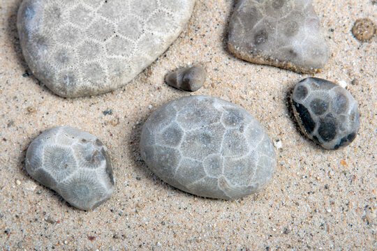 Fossilized Petoskey stones laying on beach sand