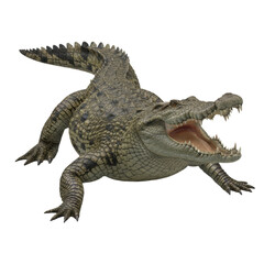 Fototapeta premium Aggressive crocodile lunging forward with mouth wide open showing teeth