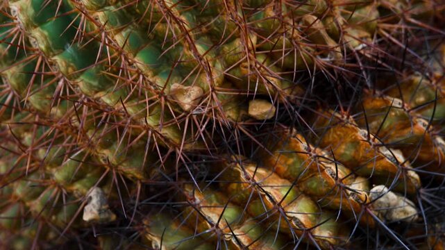 Extreme close up view of Cactus plant needles, slow motion slider shot.