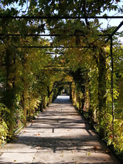 An alley with an arch, entwined with greenery, in a summer park