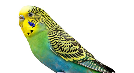 A vibrant green and yellow budgerigar parrot perched against a clean white background.