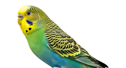 A vibrant green and yellow budgerigar parrot perched against a clean white background.